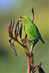 Red-crowned Parakeet